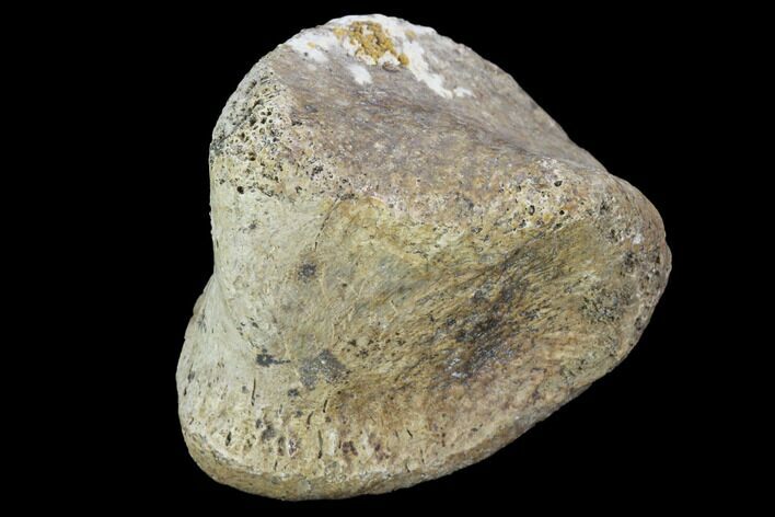 Hadrosaur Foot Bone - Alberta (Disposition #-) #100519